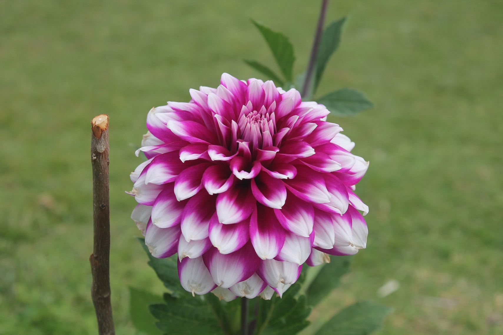 Beautiful flowers in Pinjore garden on the road trip from Delhi to Shimla