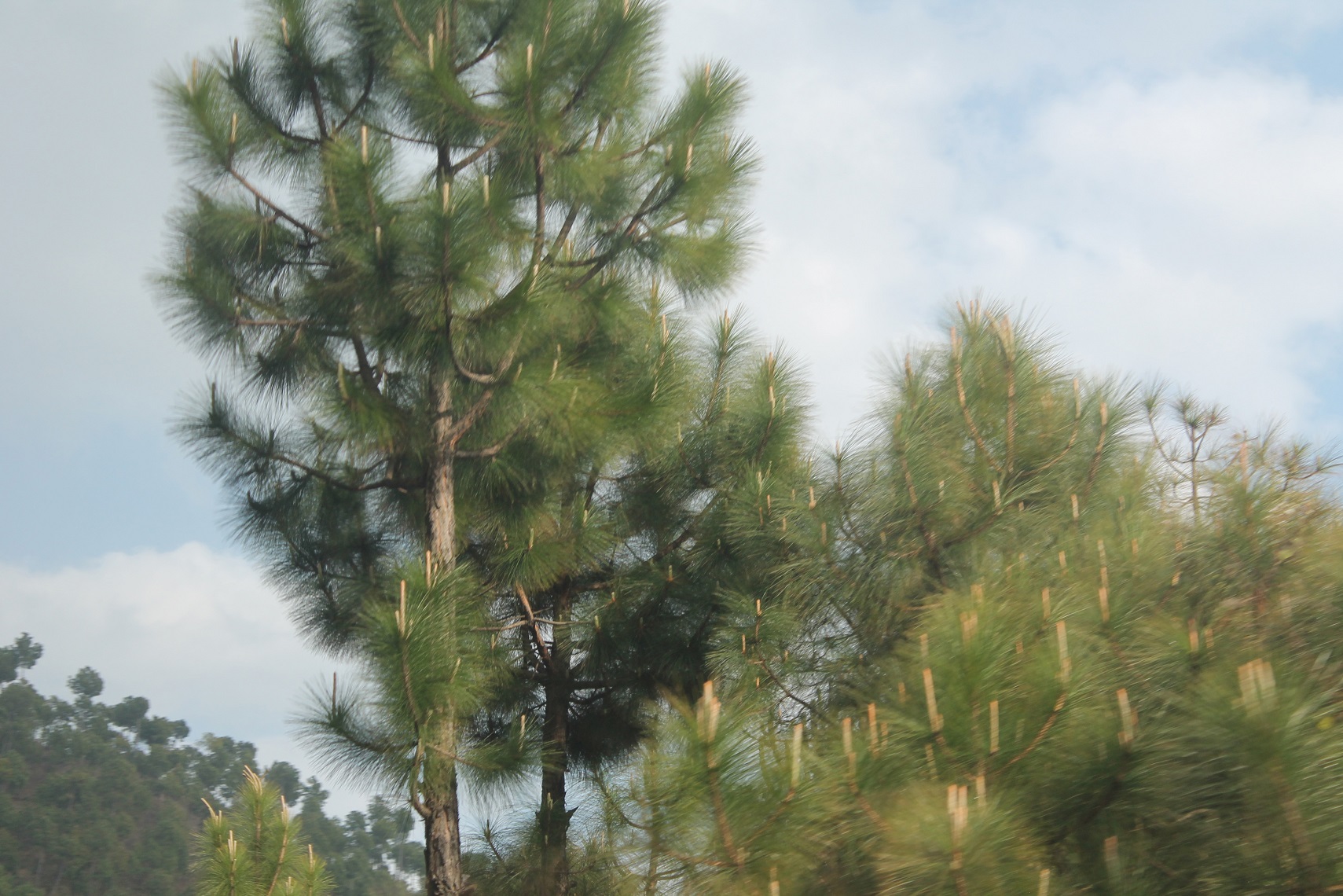 Changing landscape during the road trip