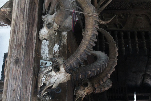 Ibex horns outside Hadimba temple in Manali