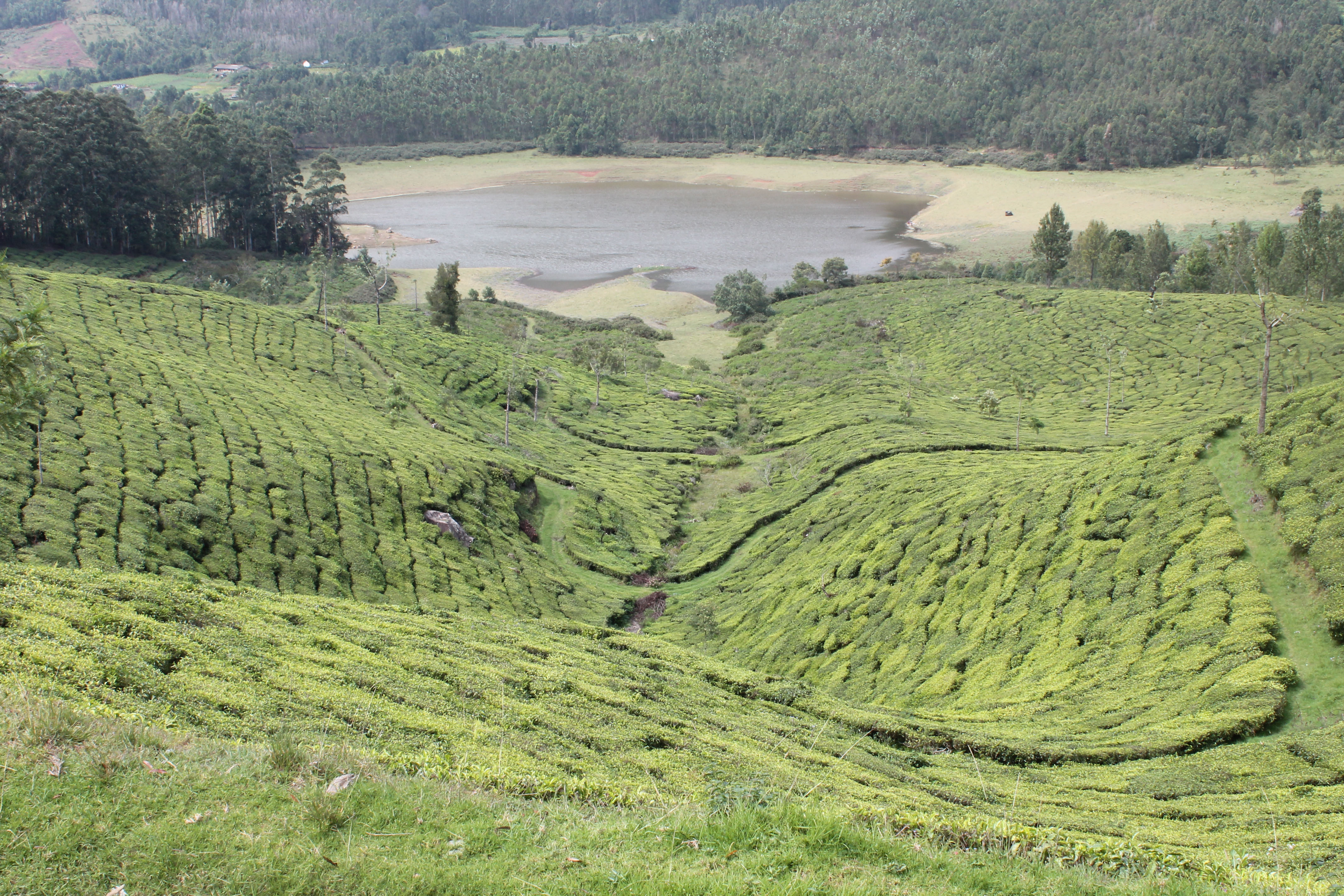 Beautiful rolling tea gardens on the hills of Munnar in Kerala