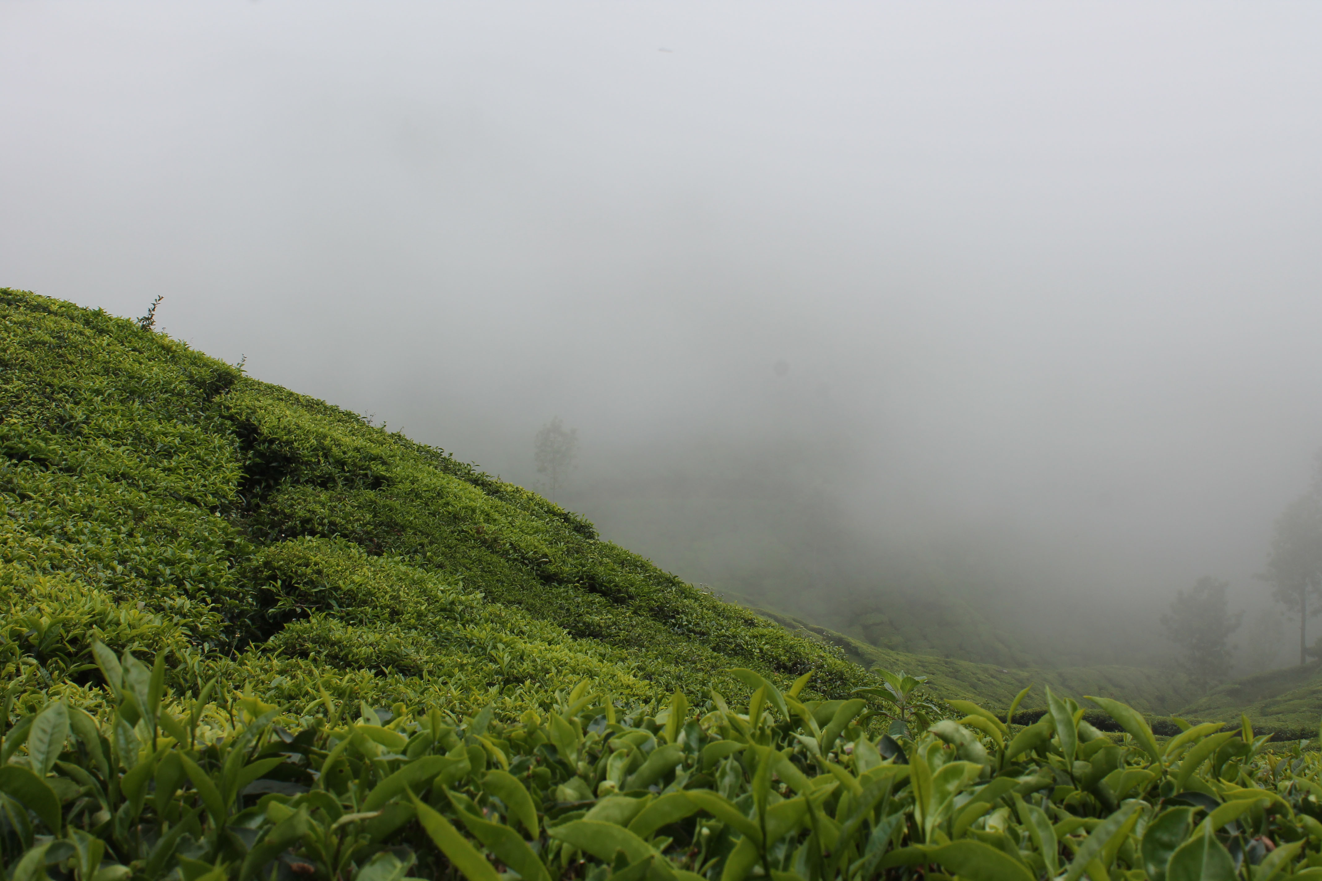 Misty tea estates in Munnar Kerala