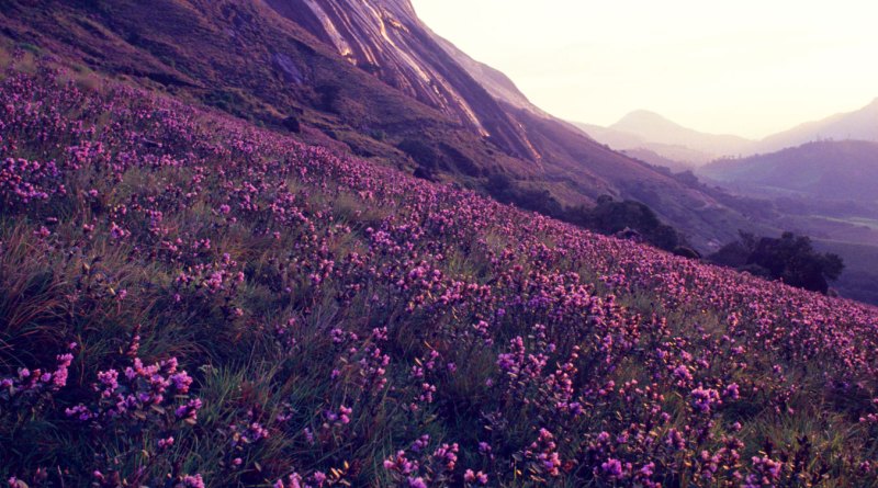 Neelakurunji flowers in full bloom