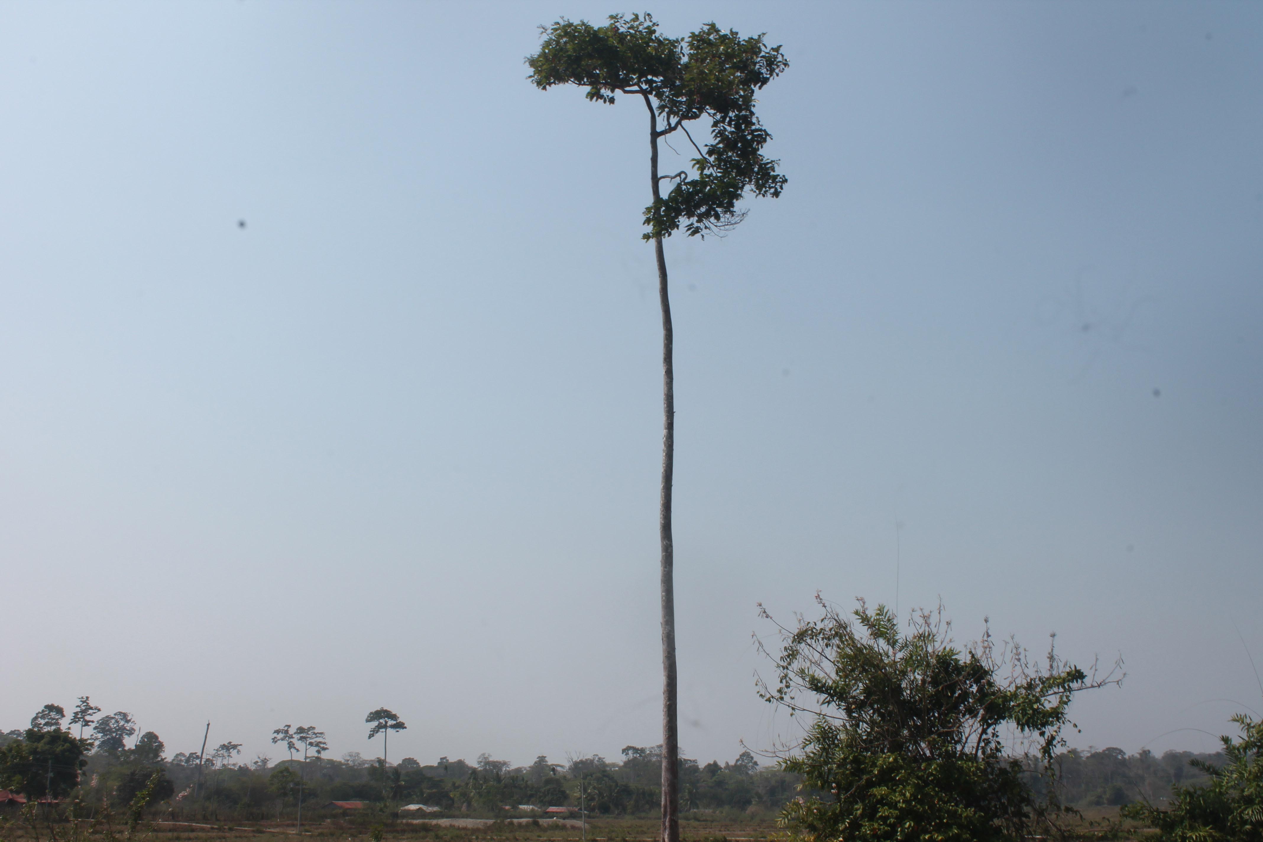 the tallest tree of the island