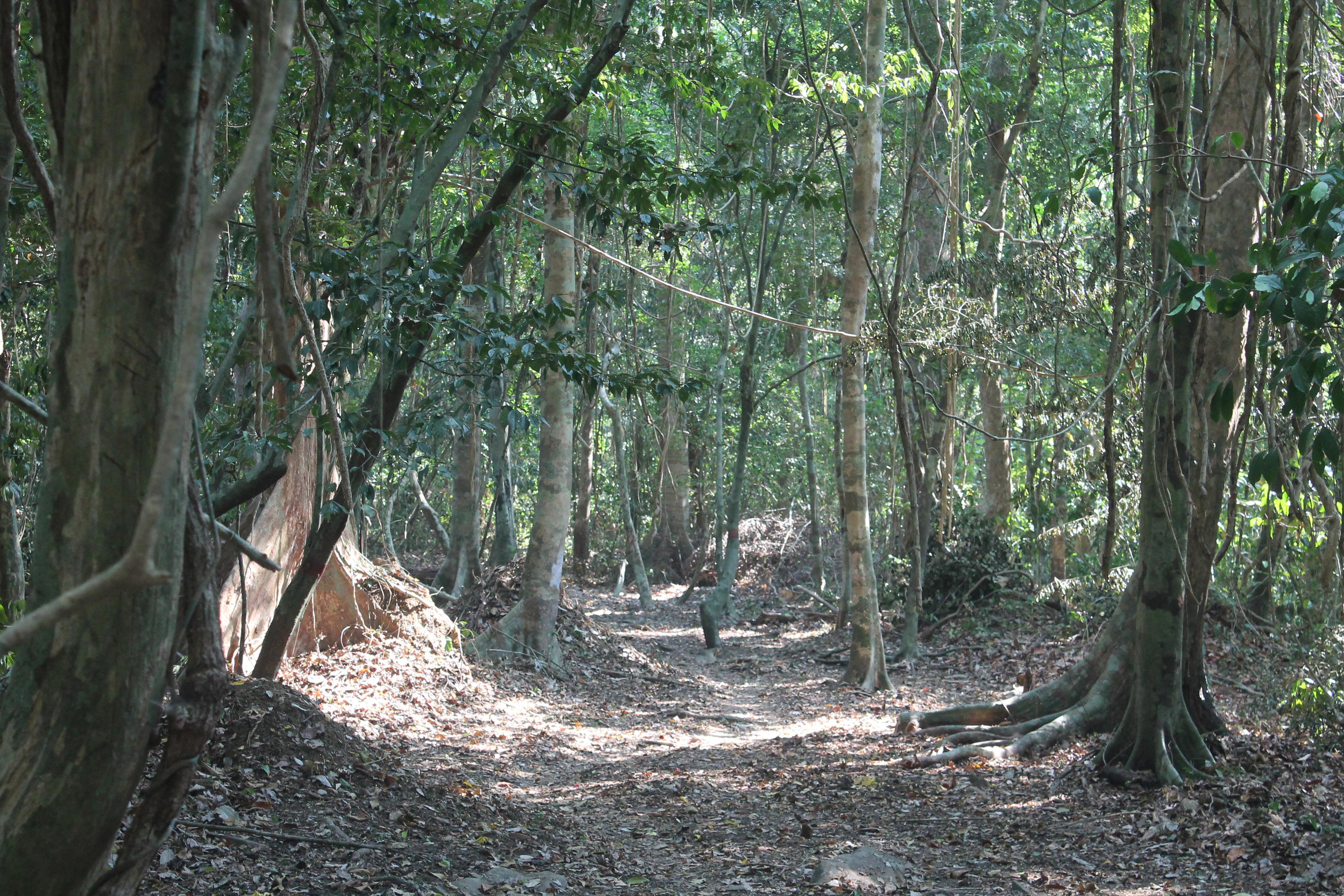 dense tree covering the trail on long island
