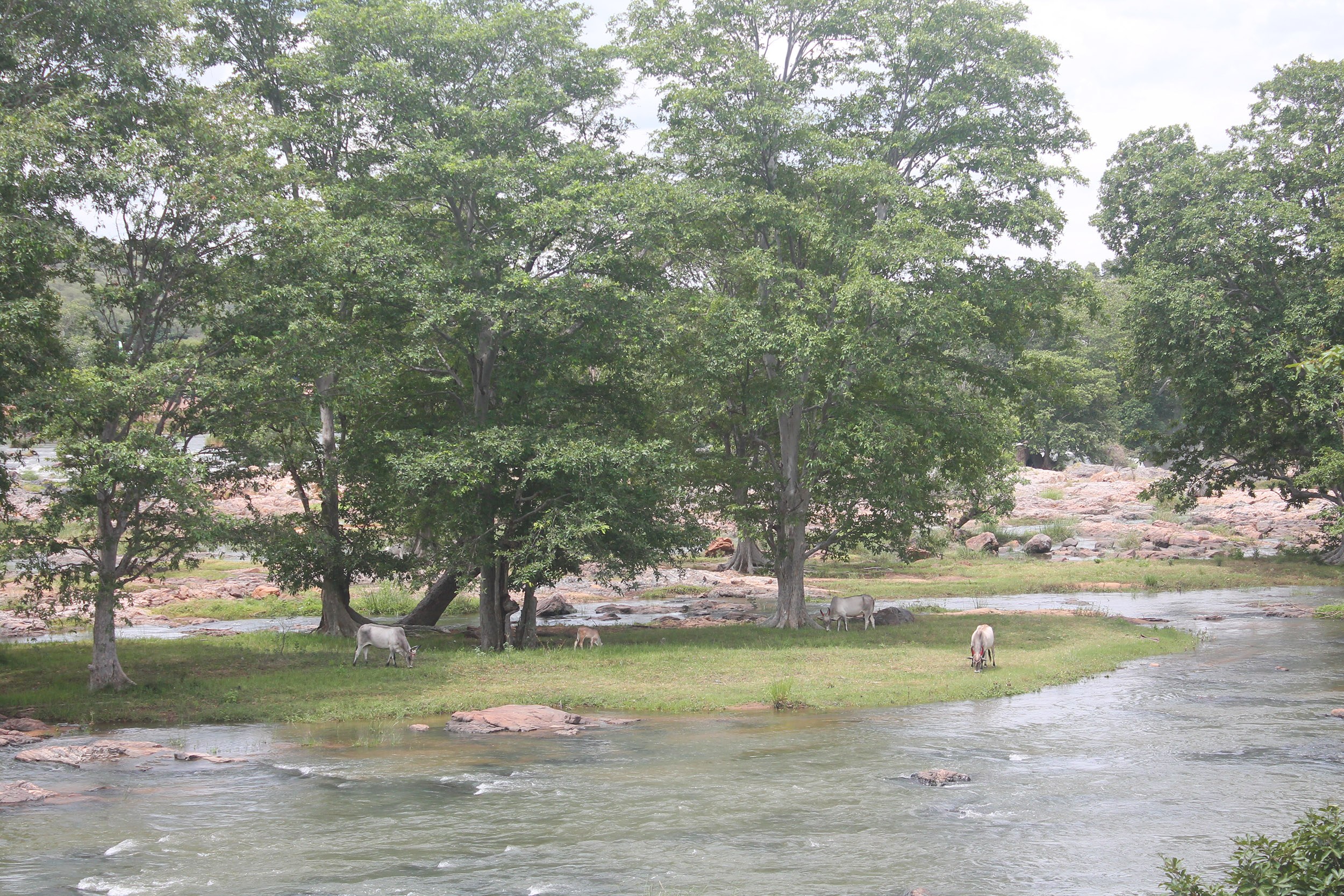 a cow grazing in the clearing near the waterfalls