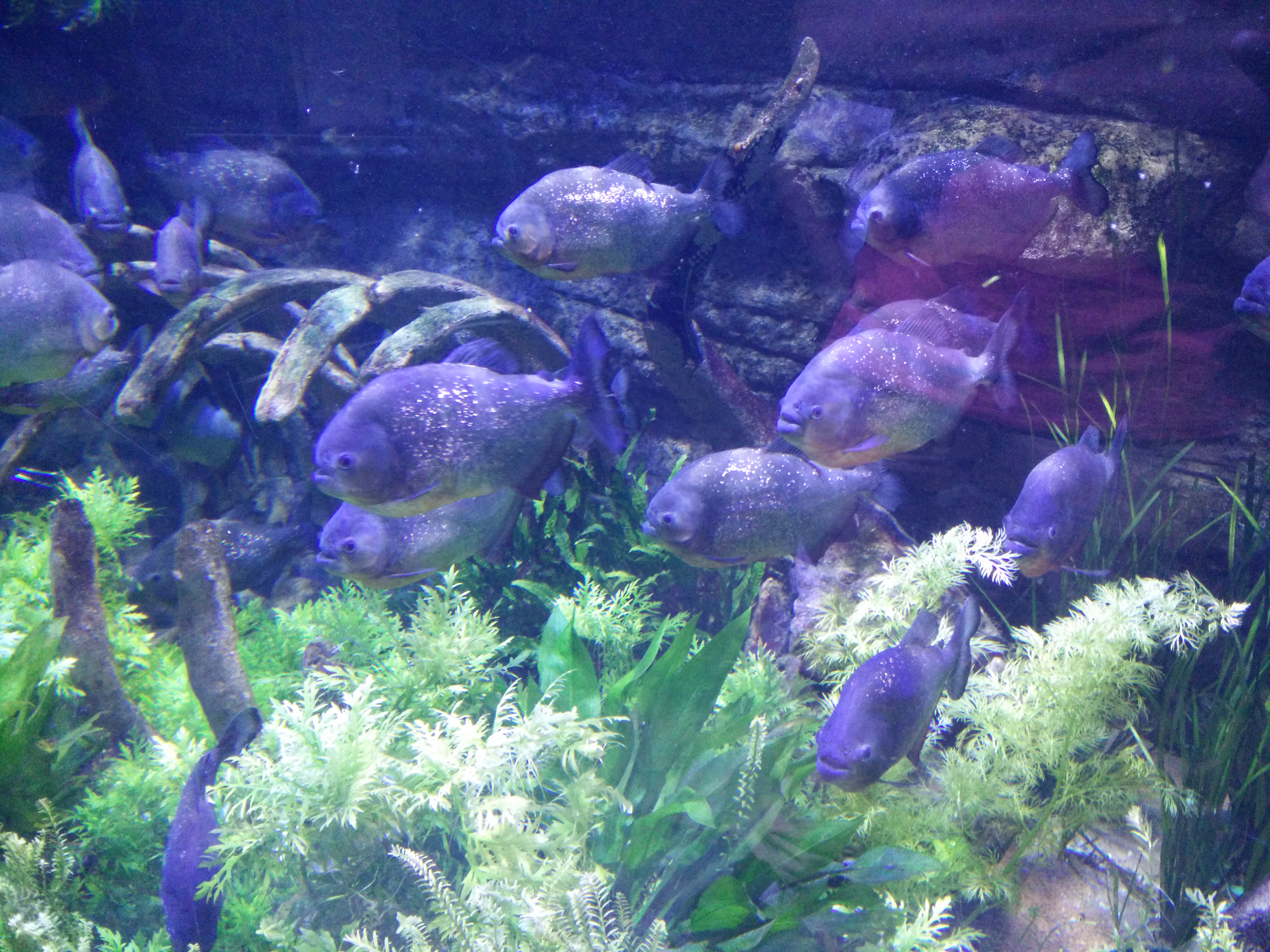 piranha fish inside the aquarium