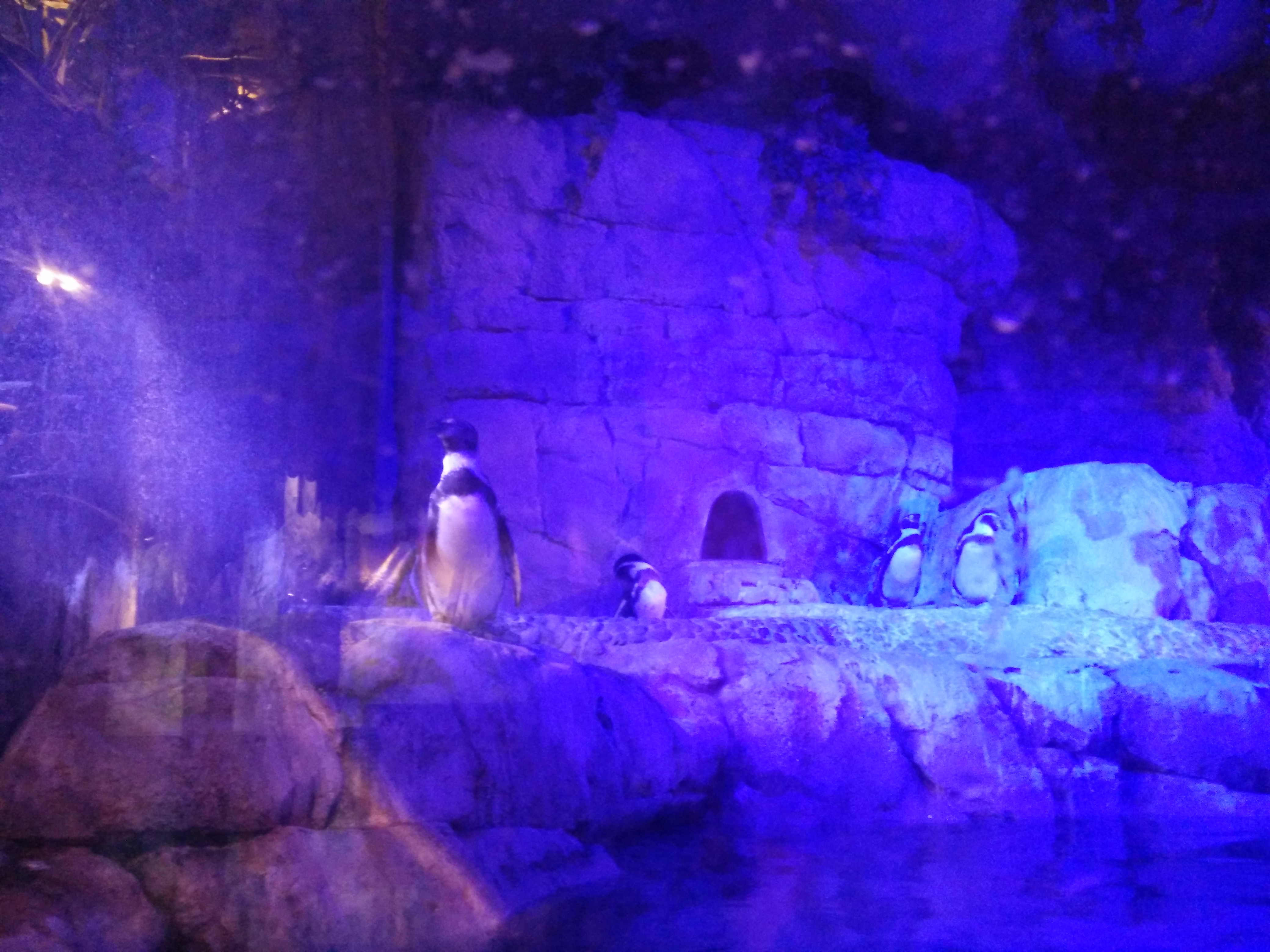 penguins inside a mall in the middle of a desert