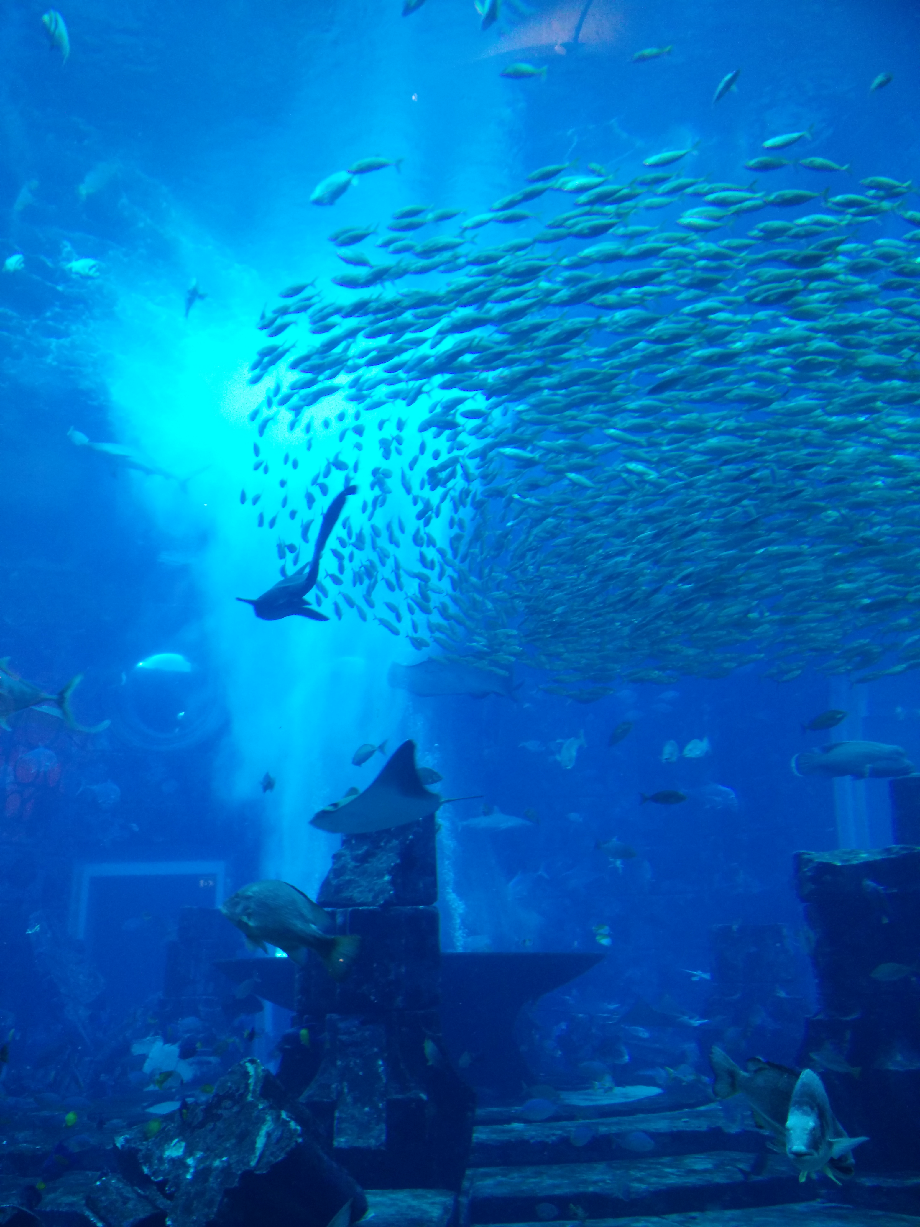 the aquarium inside the atlantis hotel