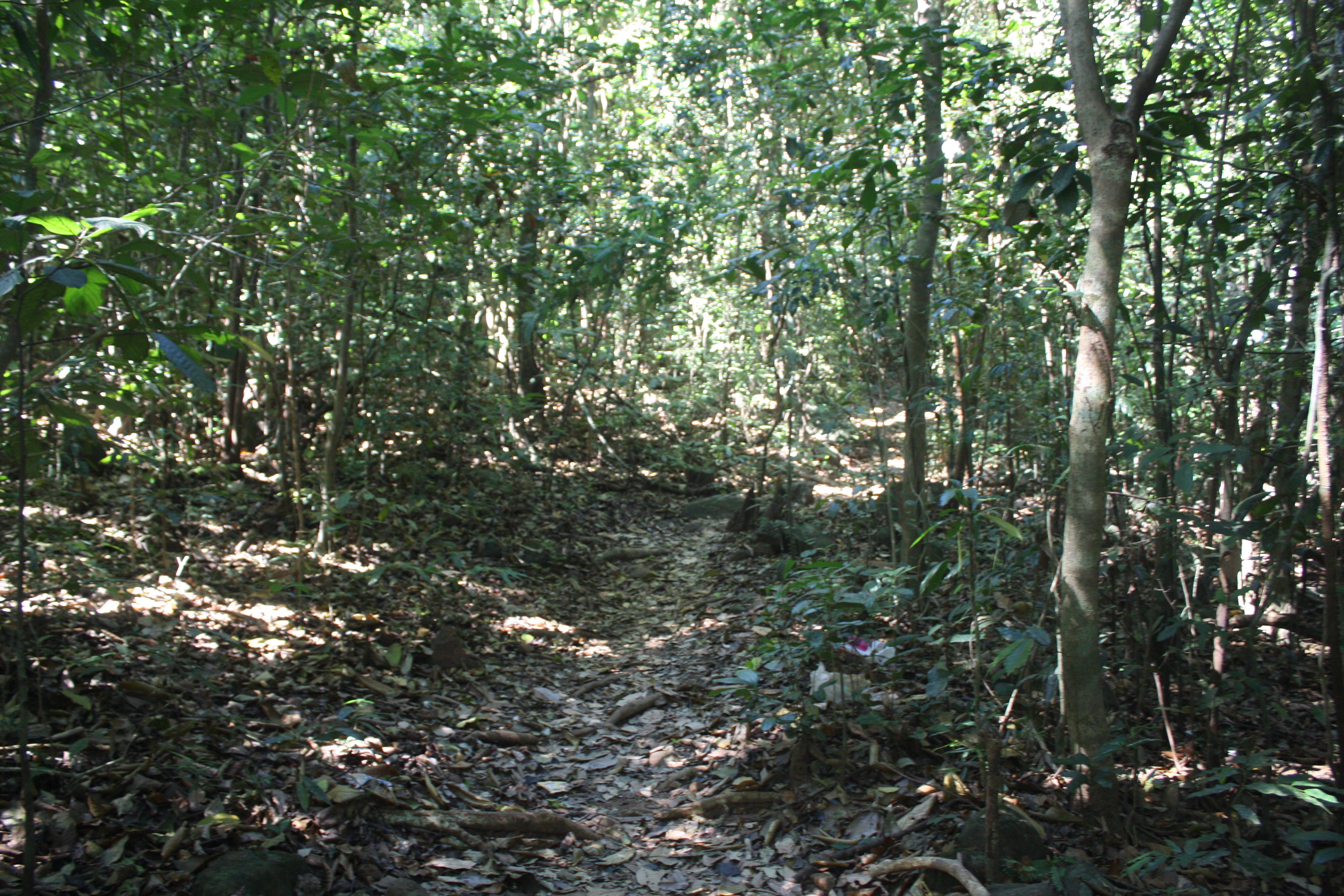 The Ranipuram trek goes through dense forests