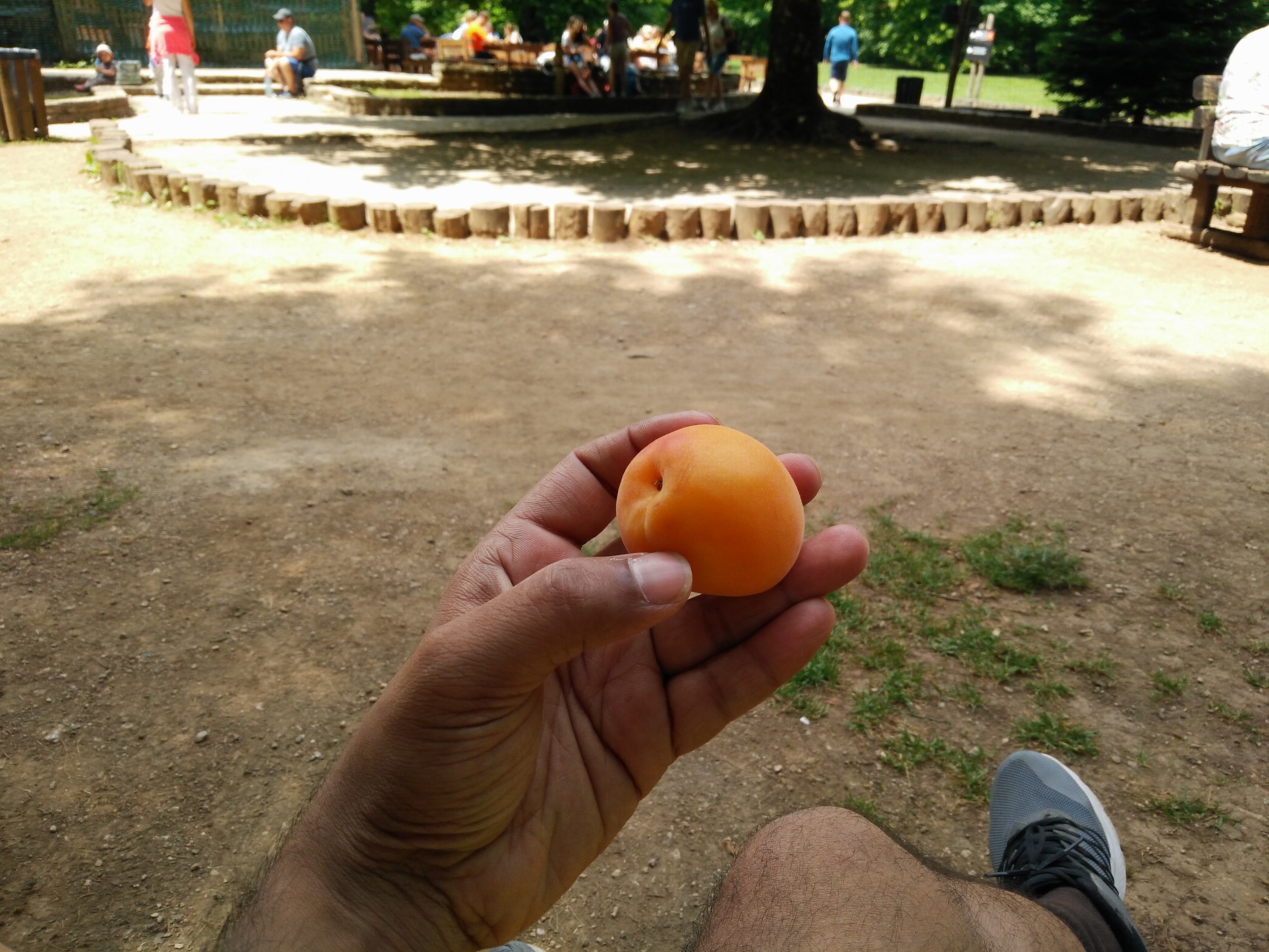Eating a fresh apricot in Zagreb Croatia