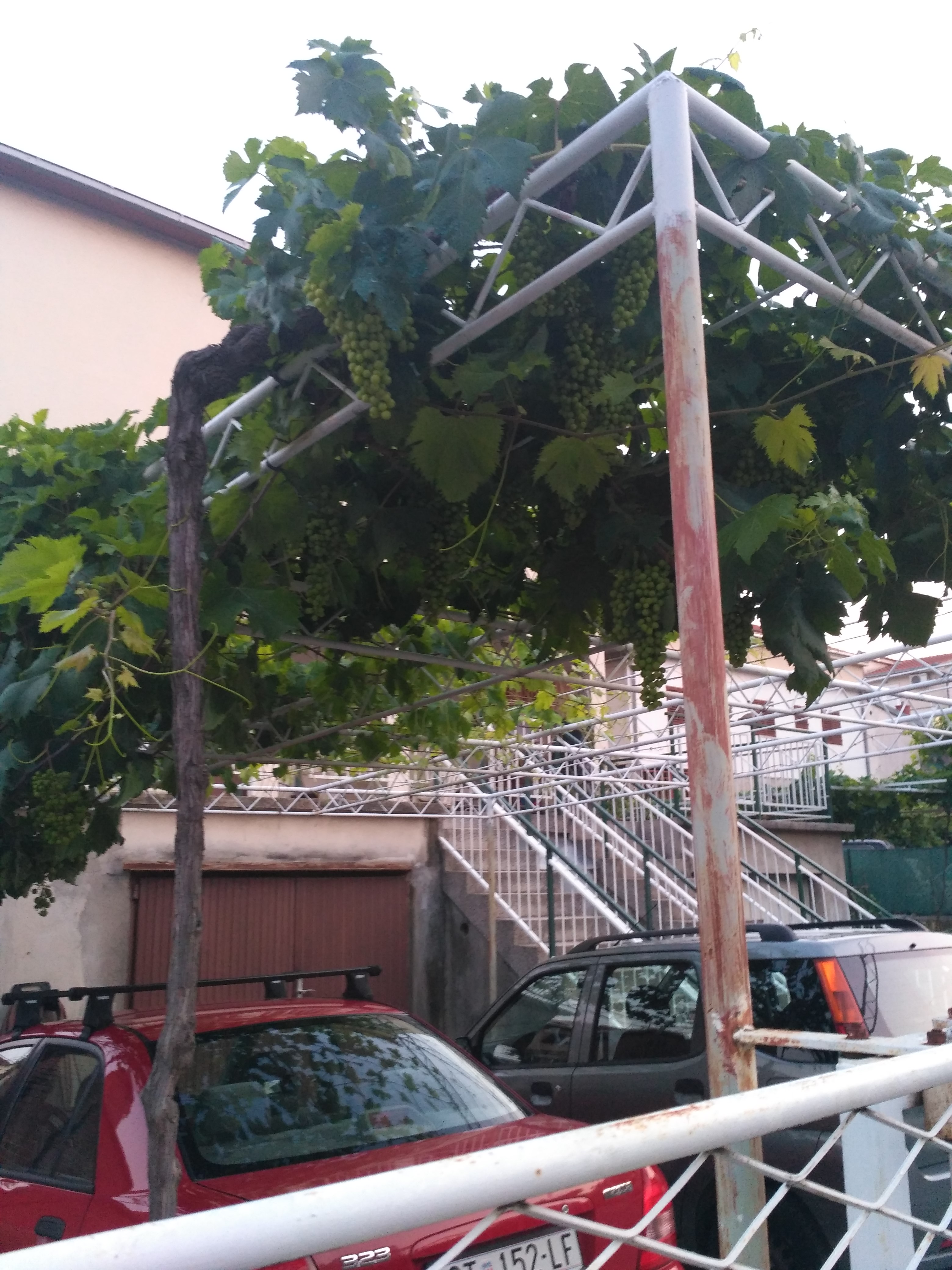 grapes growing over the garage in Split croatia
