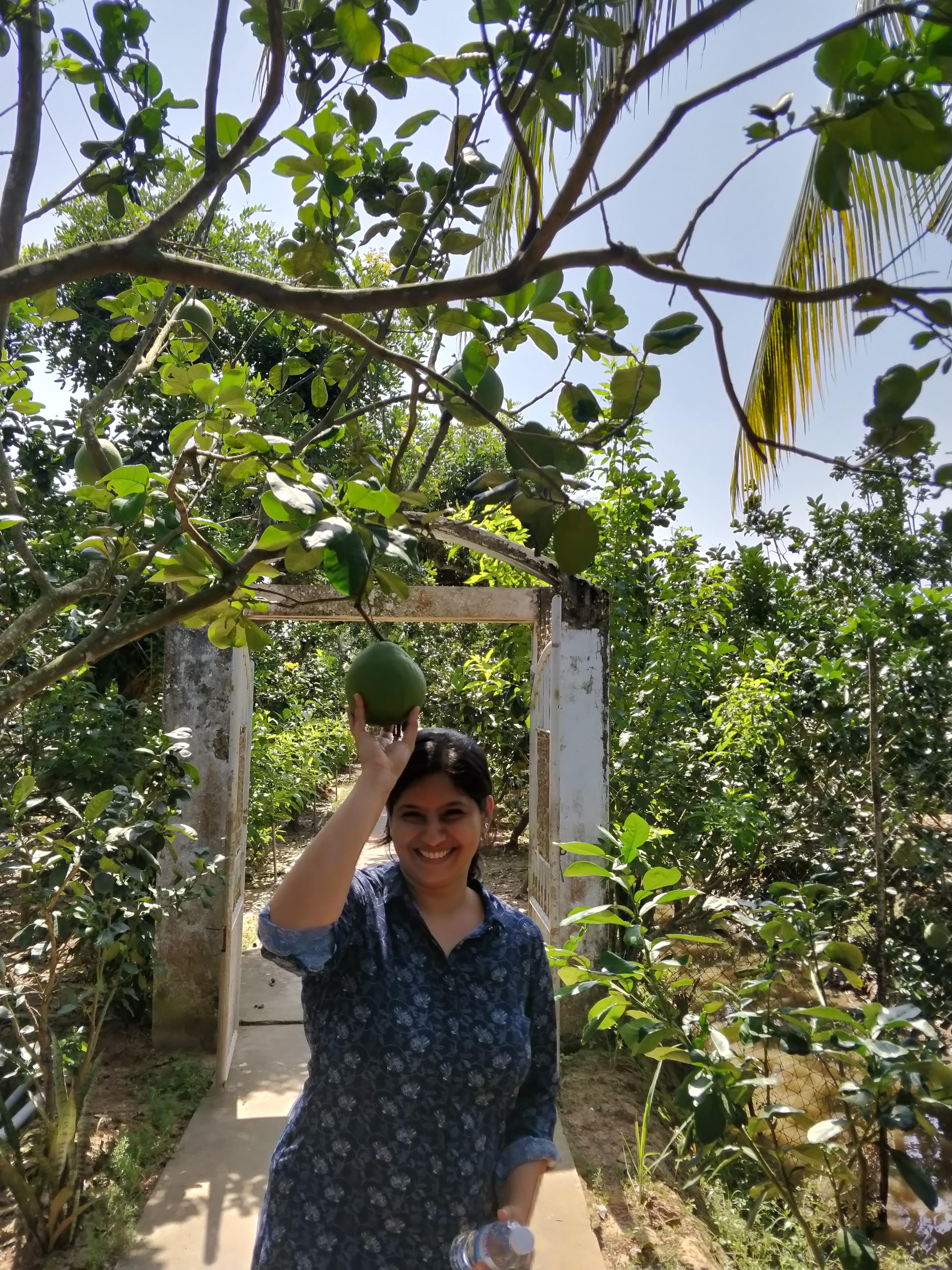 Fresh Pomelo in the orchards on the island in Mekong delta