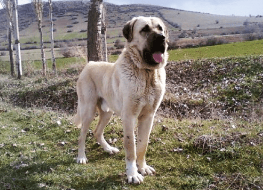 The Aksaray Malaklisi - a local breed of dog