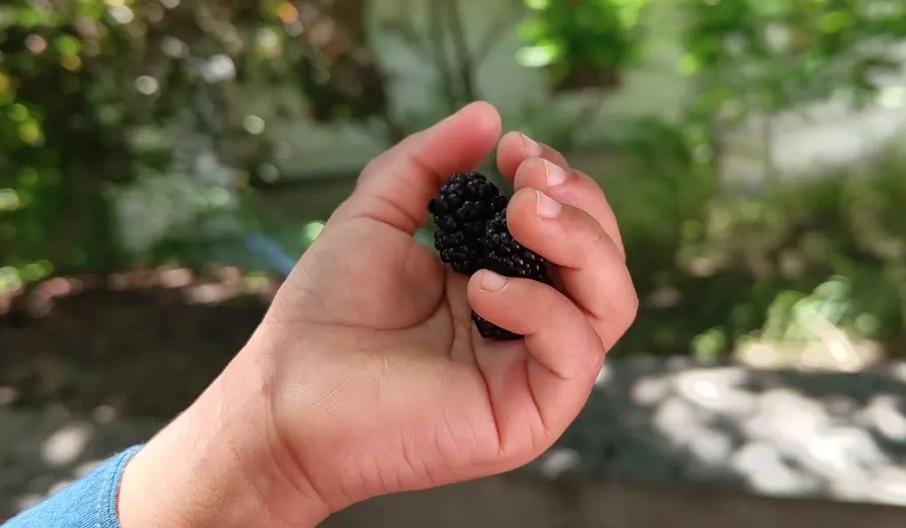 Mulberry time in Tbilisi travel