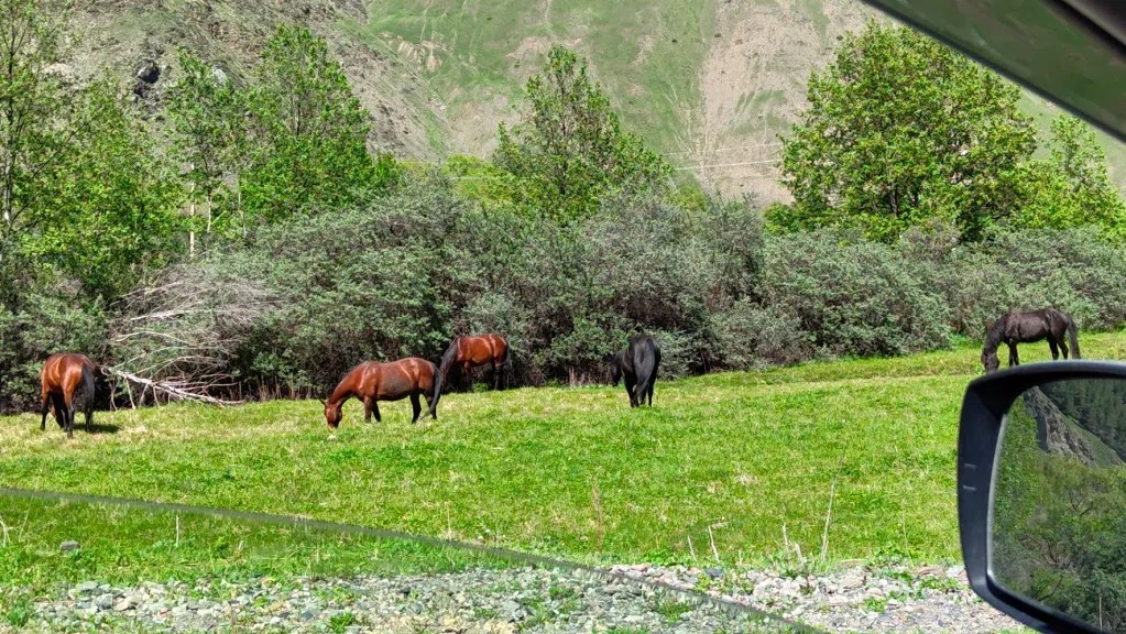 More horses in Sno Georgia