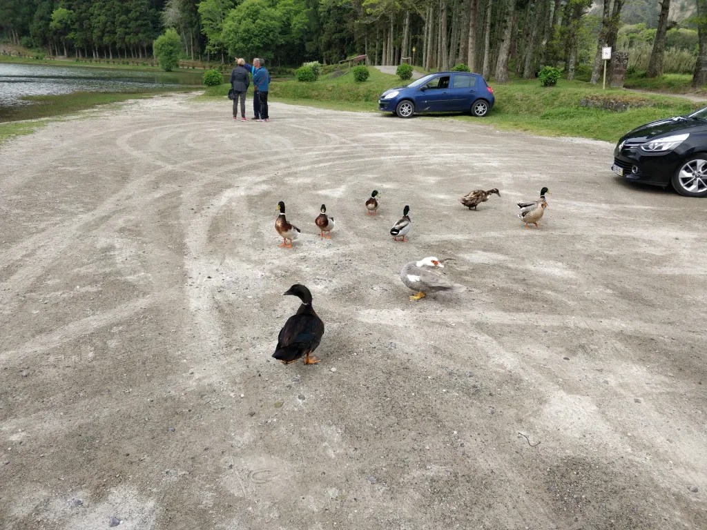 Ducks enjoying near the lake