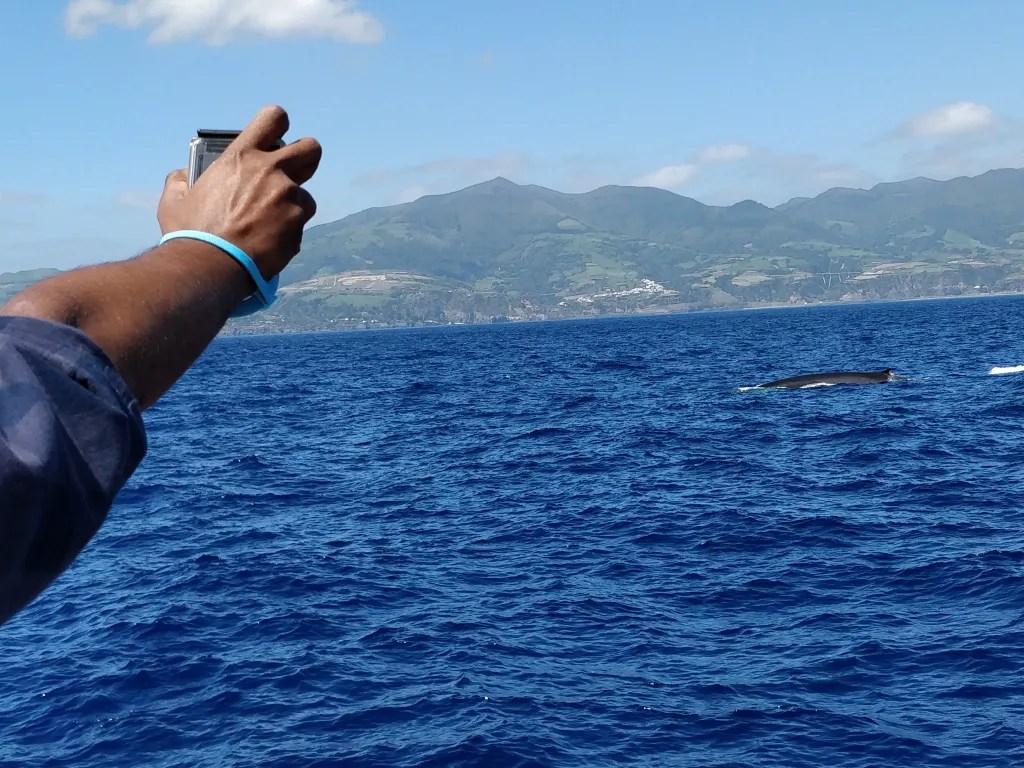 There's the fin whale off the coast of ponta delgada