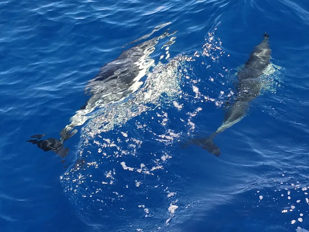 Dolphins enjoying the waves near Ponta Delgada