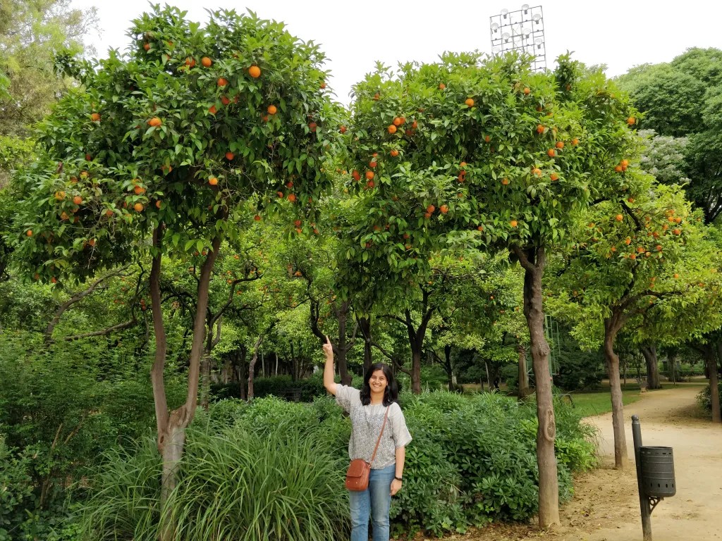 Orange orchards everywhere!