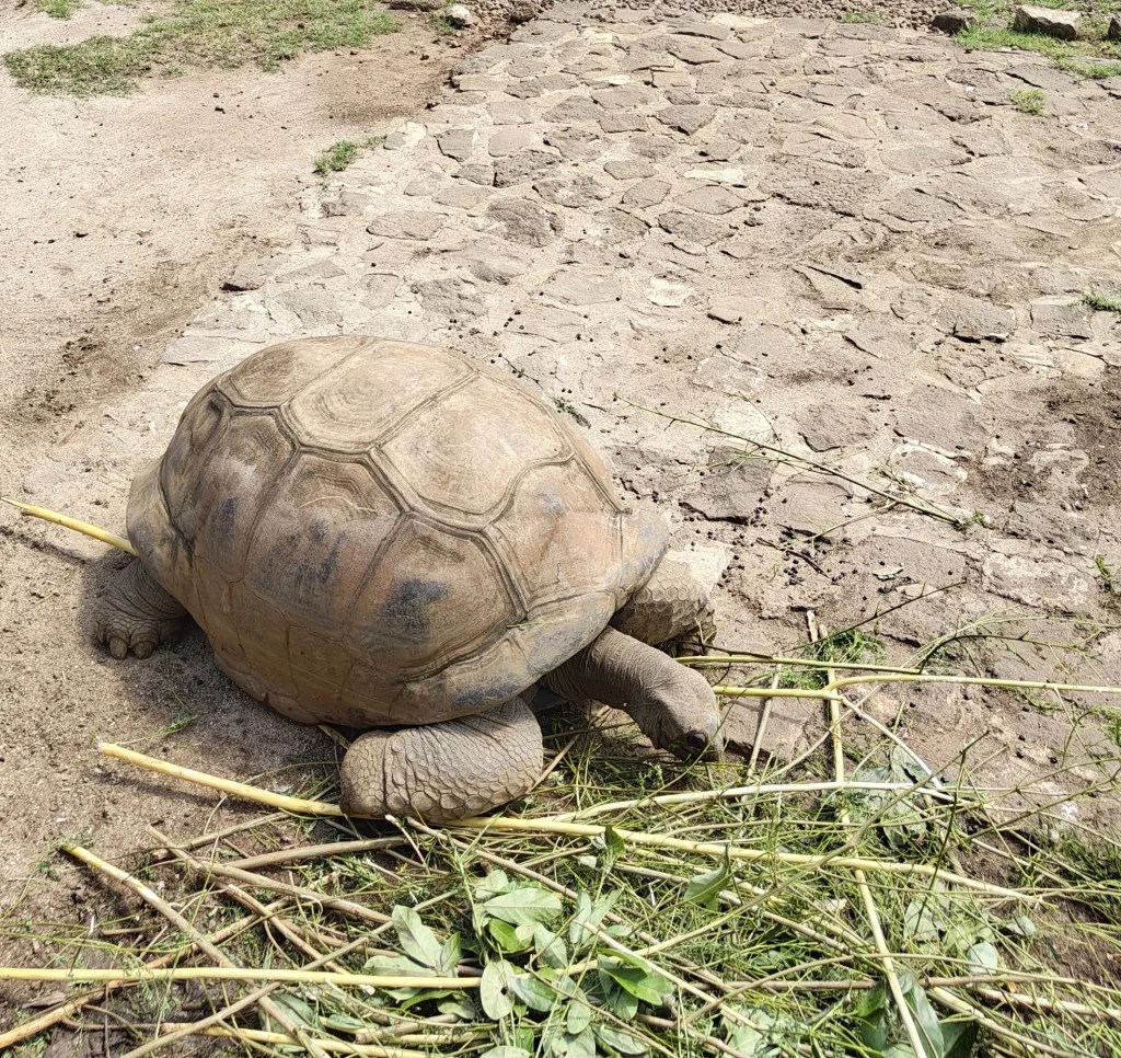 The giant tortoise inside the estate Mauritius