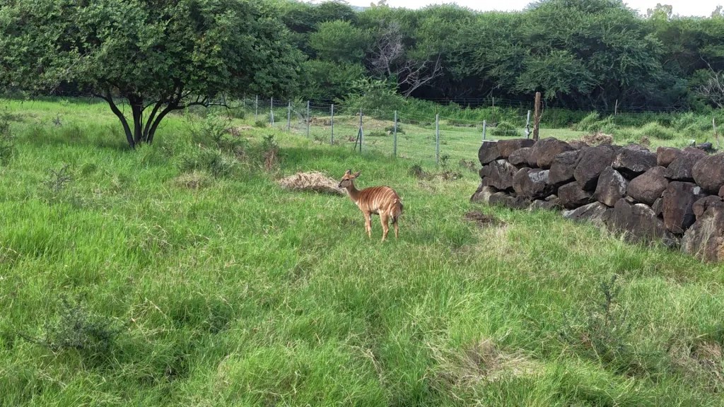 An impala - breakfast with giraffes