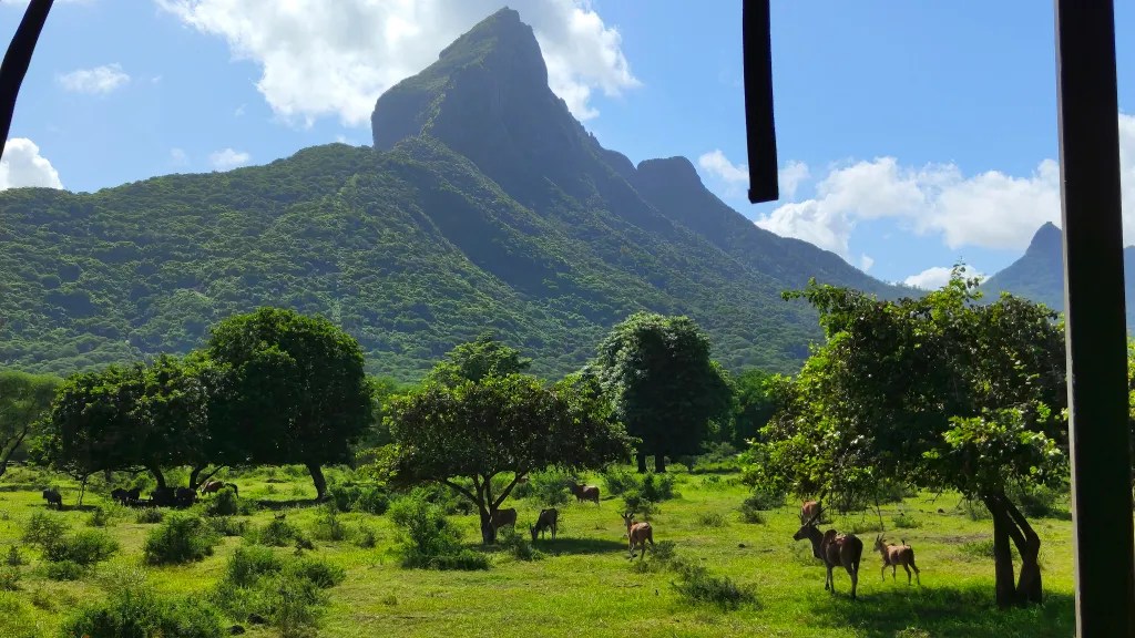 The park had a bunch of beautiful views with the mountain in the backdrop