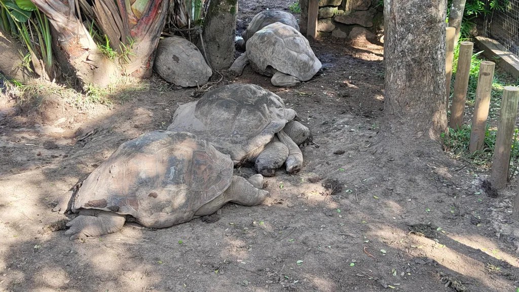 Tortoises lounging around