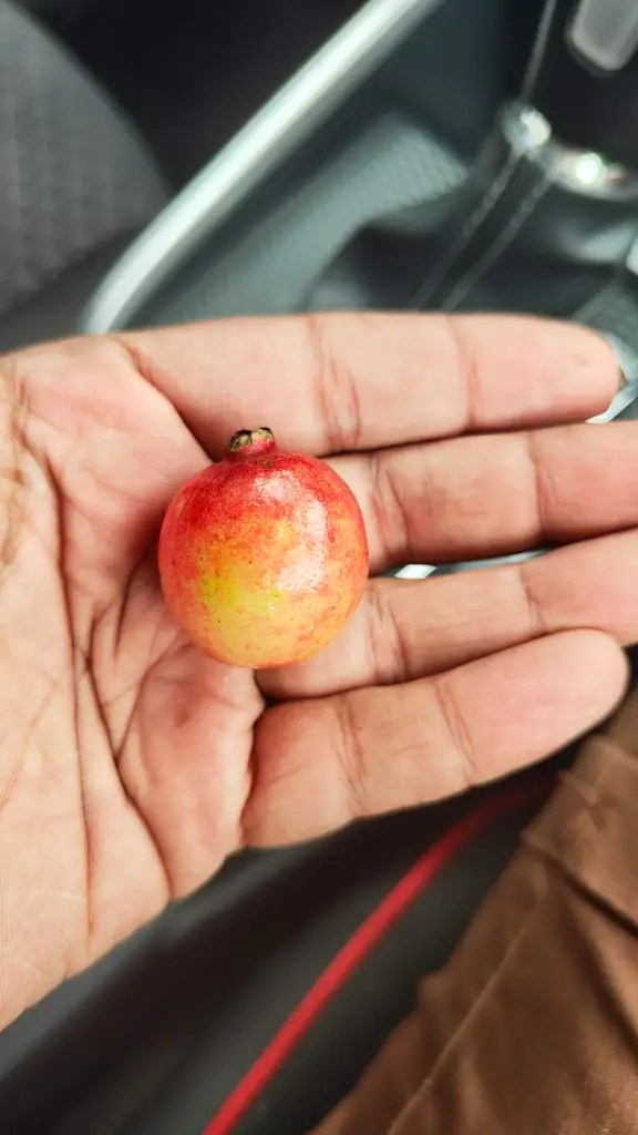 Goyave - chinese guava