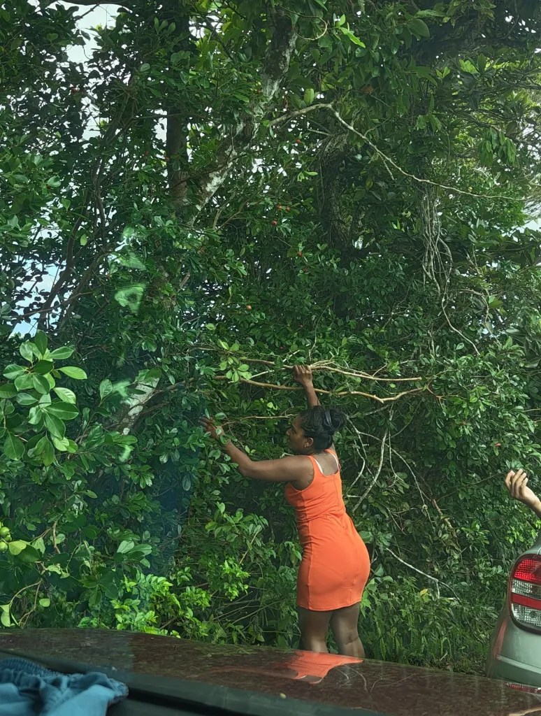 A lady picking the Goyave