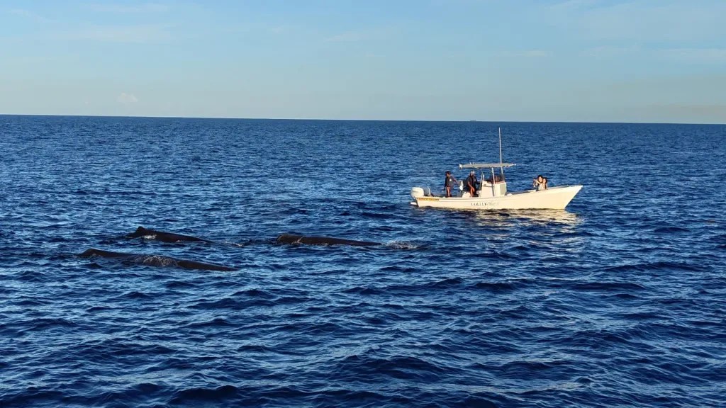 Whale watching in the deep ocean