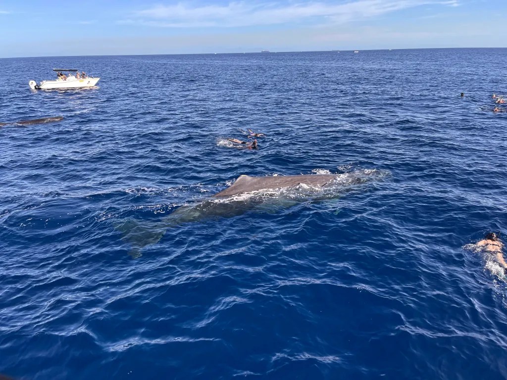 The whales came really close to the boats