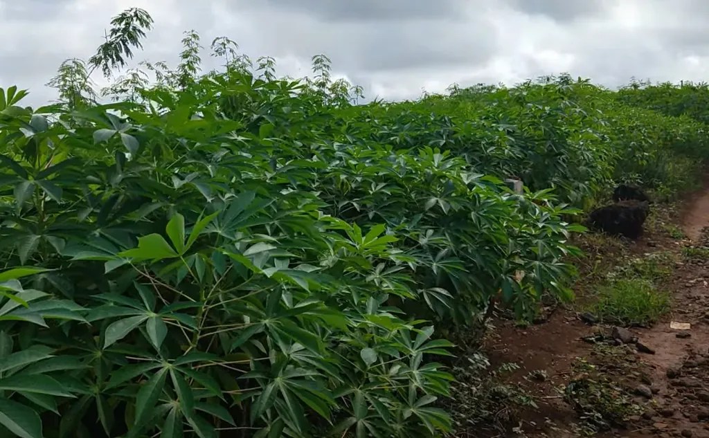 cassava fields