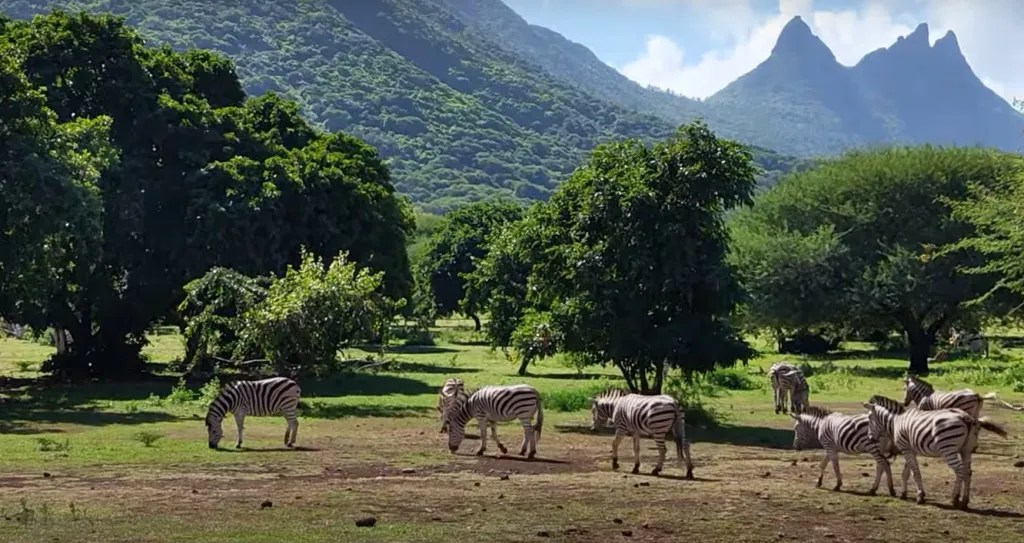 Watching zebras roam in the wild - breakfast with giraffes